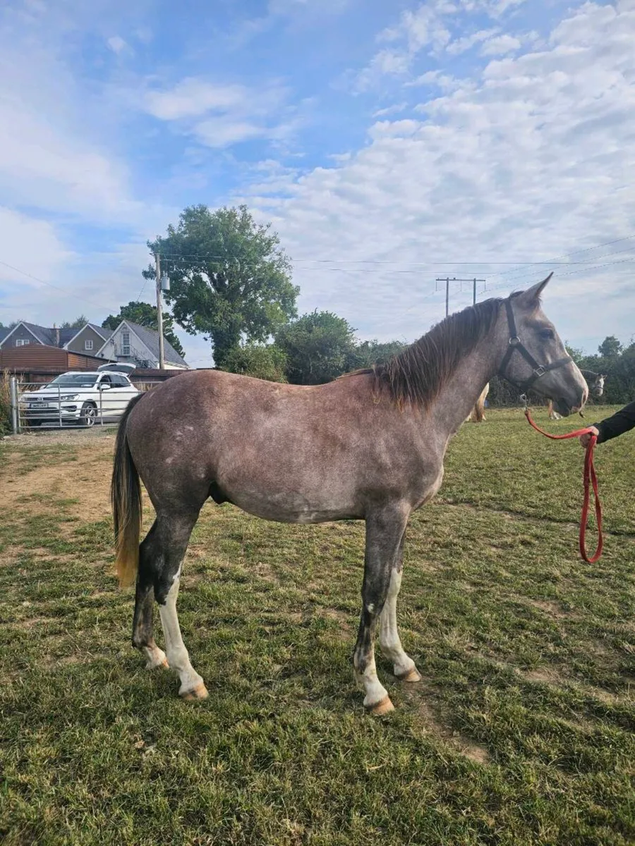 Sports gelding - Image 1