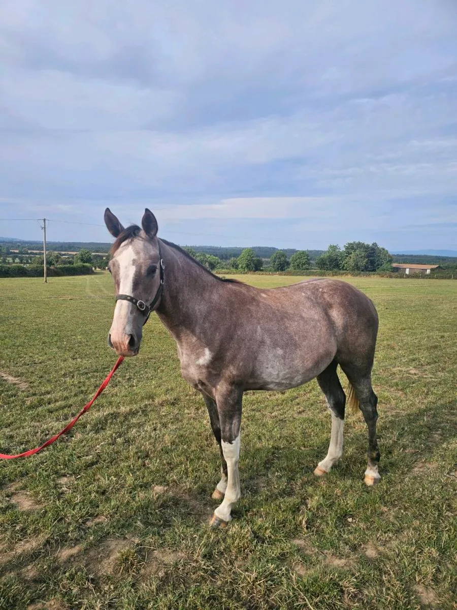 Sports gelding - Image 4