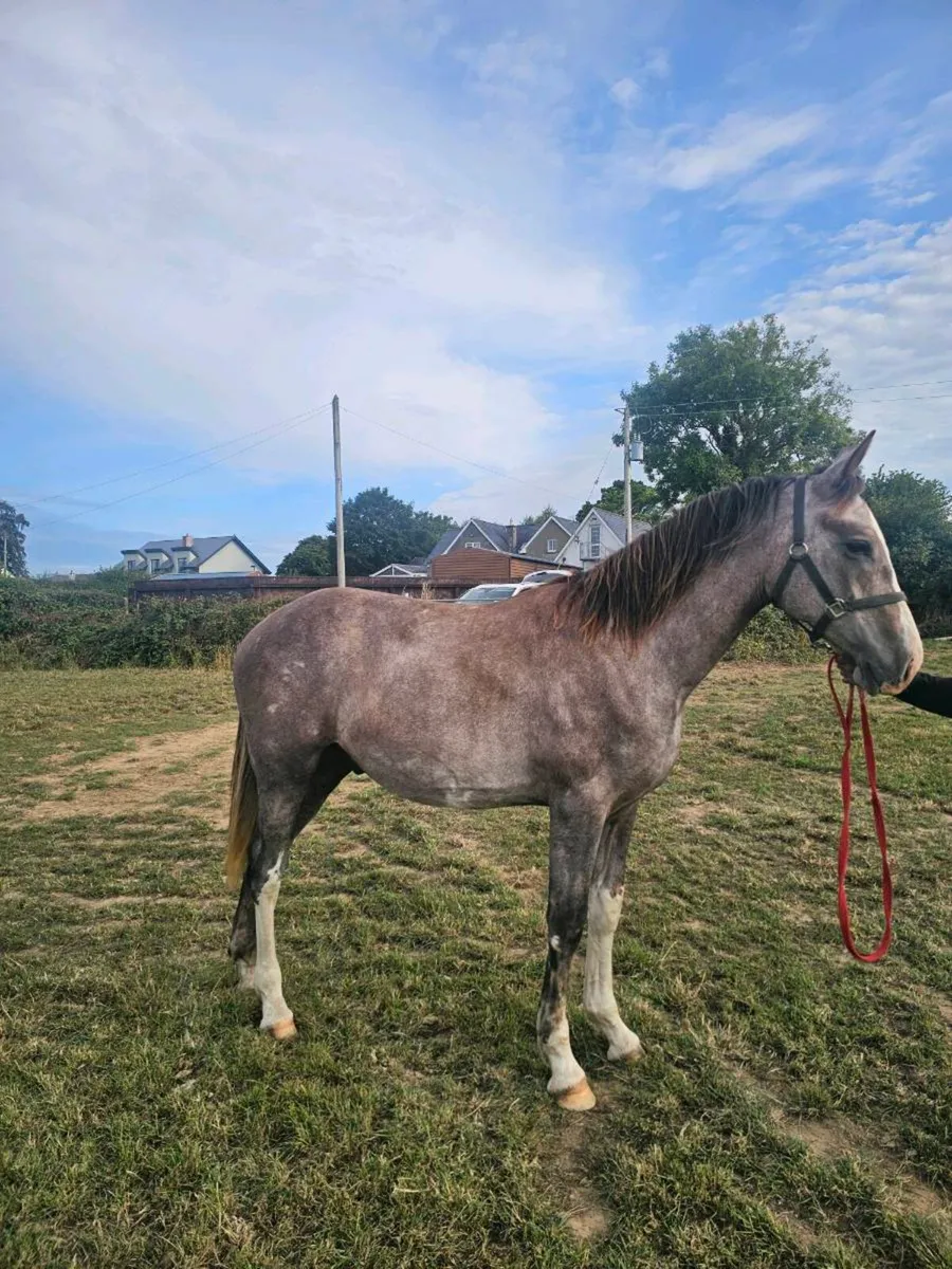 Sports gelding - Image 3