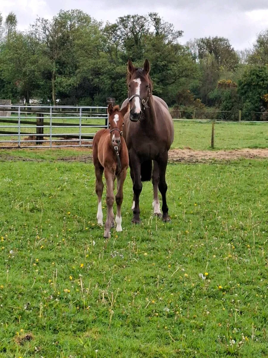 Reg. Vacc. TIH broodmare - Image 3