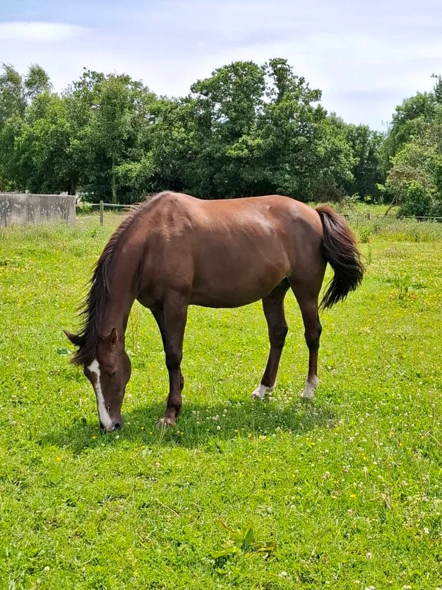 Reg. Vacc. TIH broodmare - Image 4
