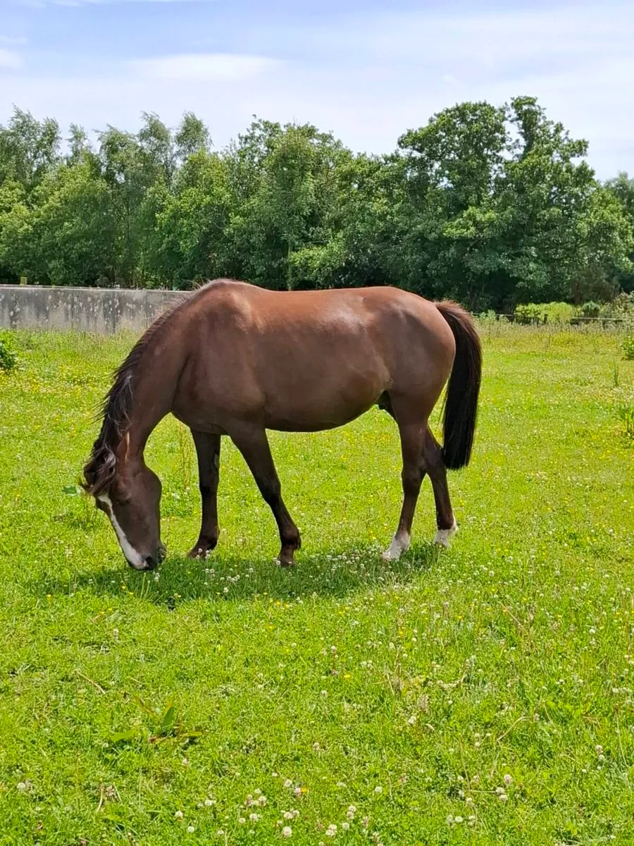 Reg. Vacc. TIH broodmare - Image 1