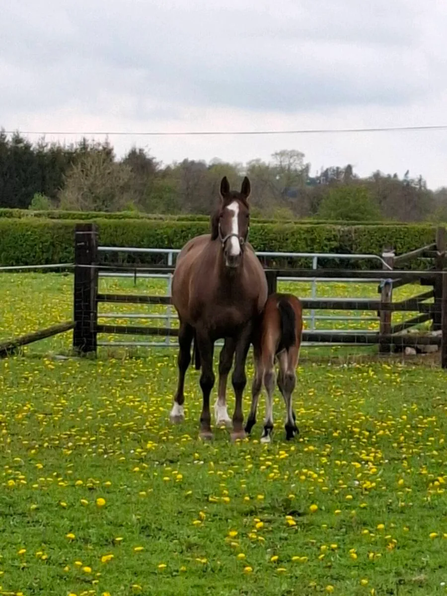 Reg. Vacc. TIH broodmare - Image 2
