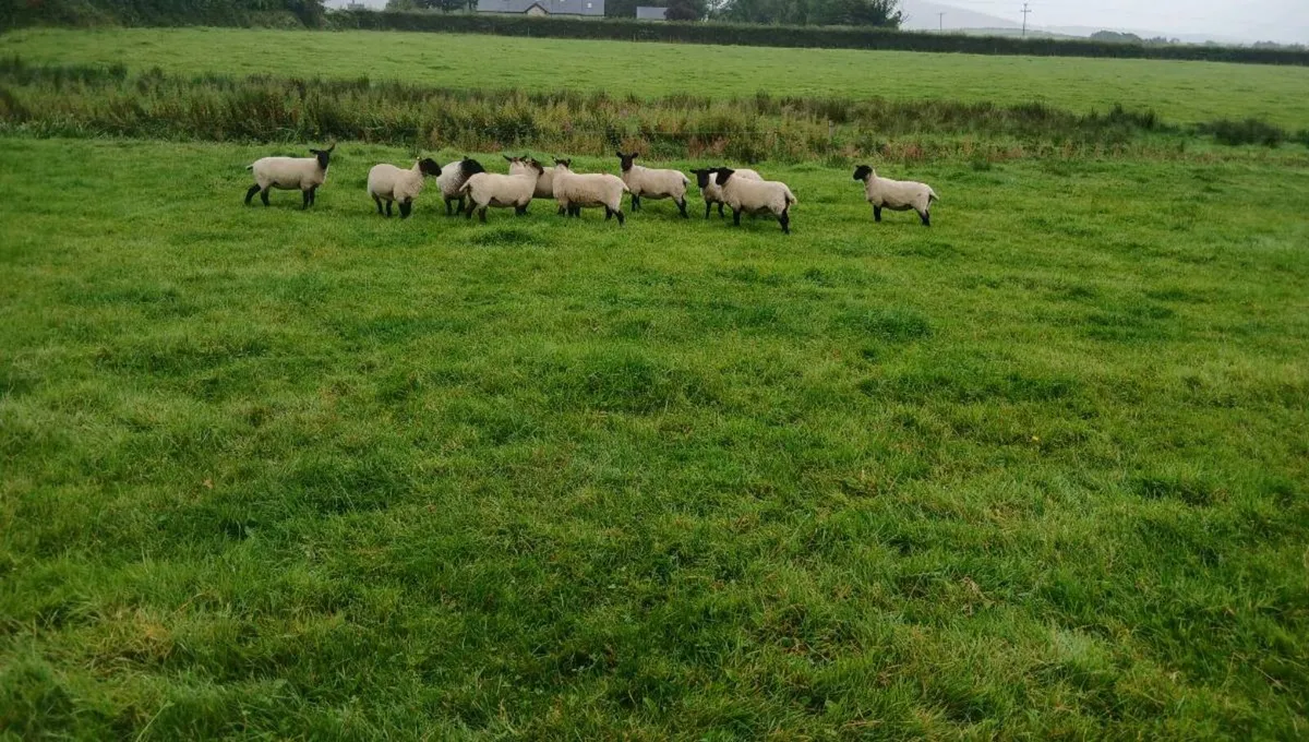 Breeding Hoggets - Image 1