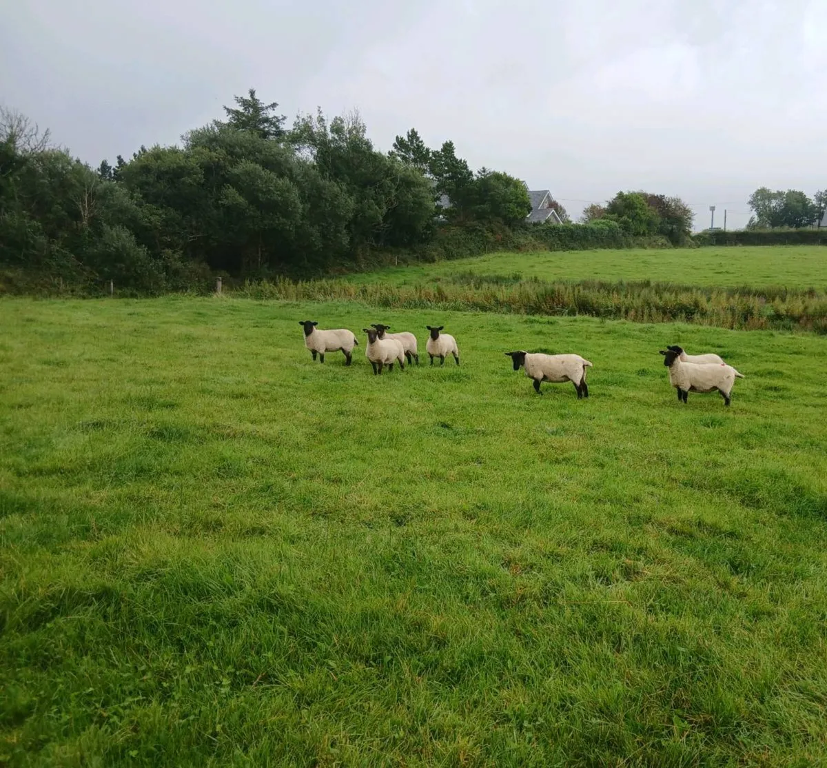 Breeding Hoggets - Image 2