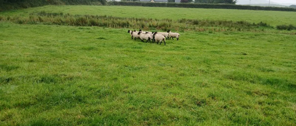 Breeding Hoggets - Image 3