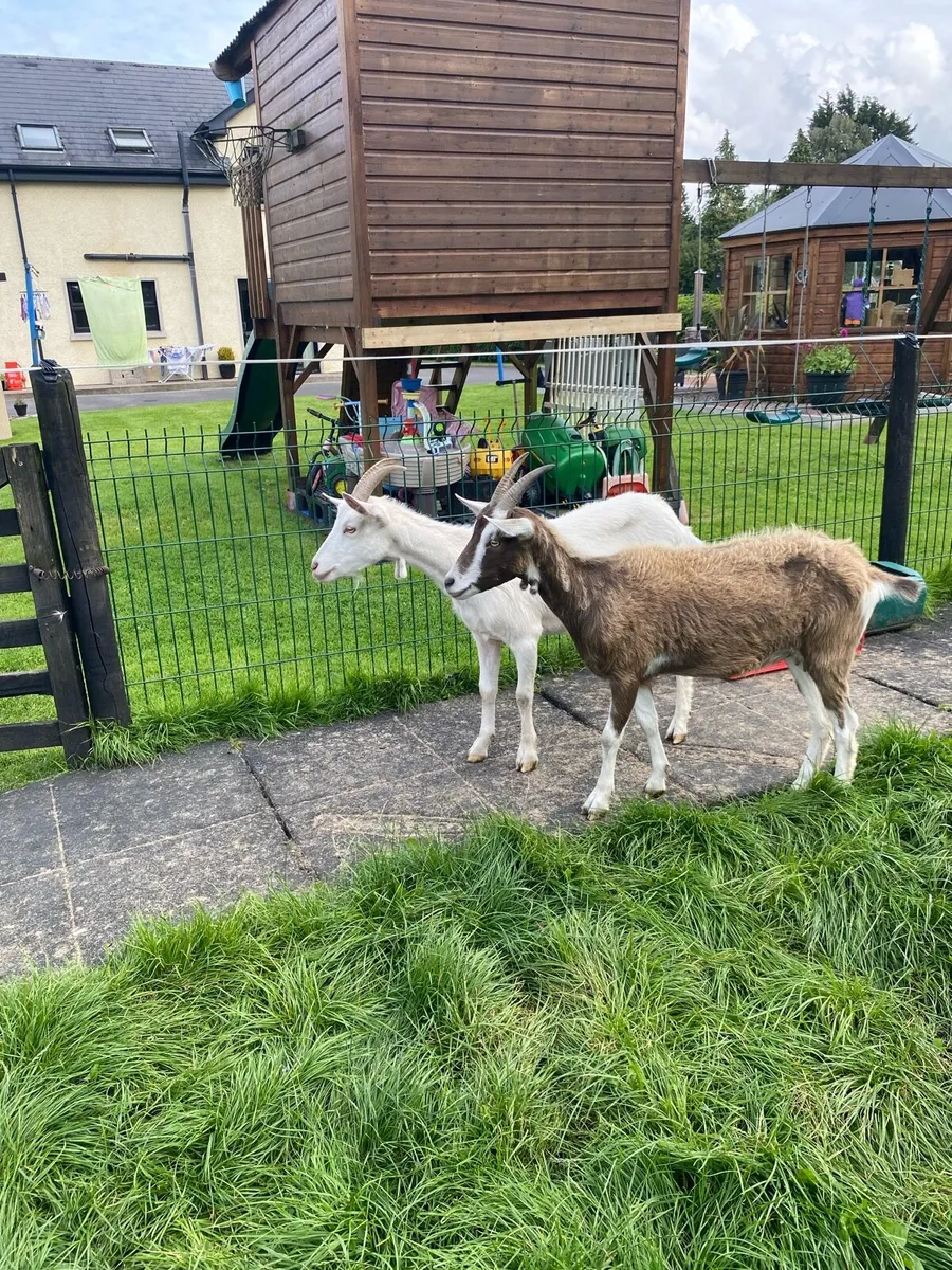 2 Female , 2yr old Goats - Image 2