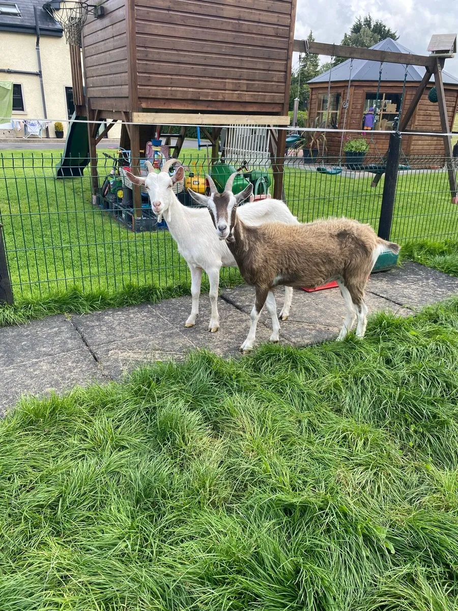 2 Female , 2yr old Goats - Image 3