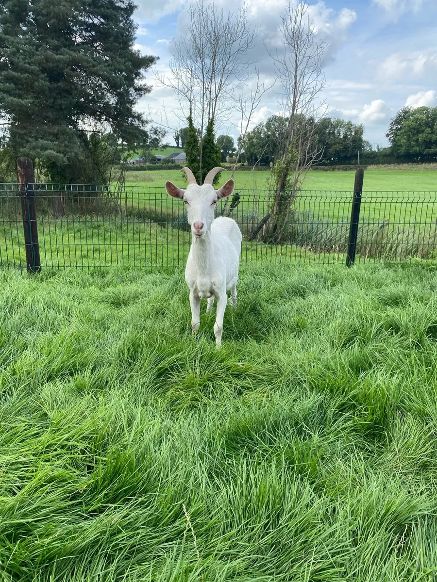 2 Female , 2yr old Goats - Image 4
