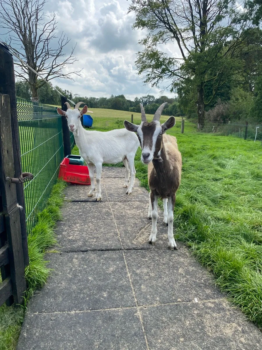 2 Female , 2yr old Goats - Image 1