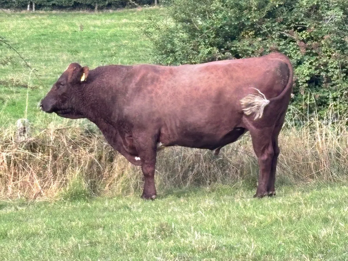 Organic Dairy Shorthorn Bulls - Image 3