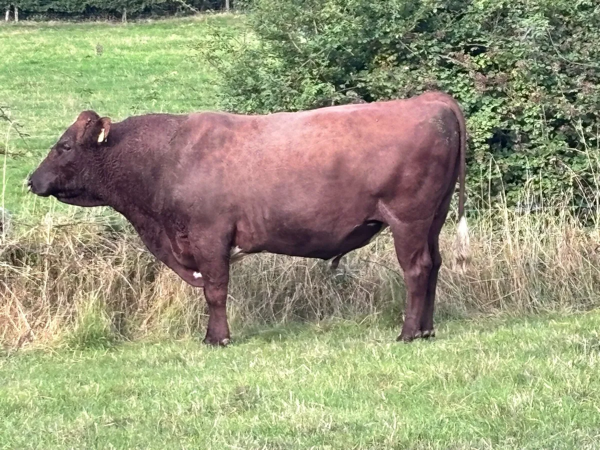 Organic Dairy Shorthorn Bulls - Image 4