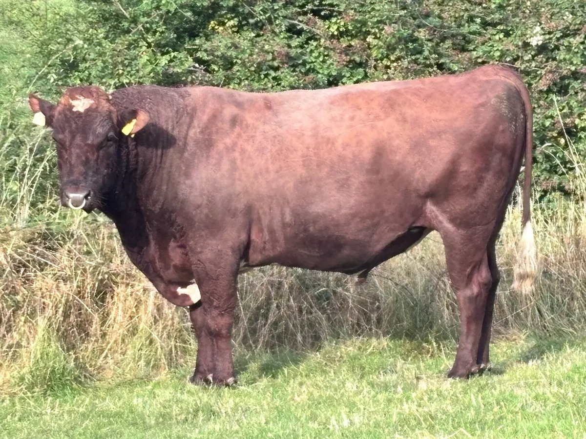 Organic Dairy Shorthorn Bulls - Image 1