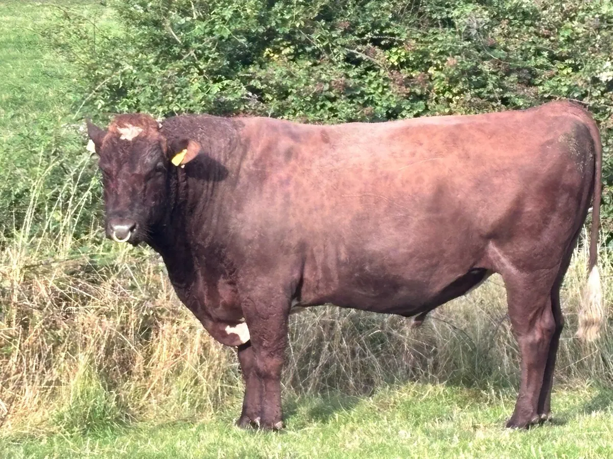Organic Dairy Shorthorn Bulls - Image 2