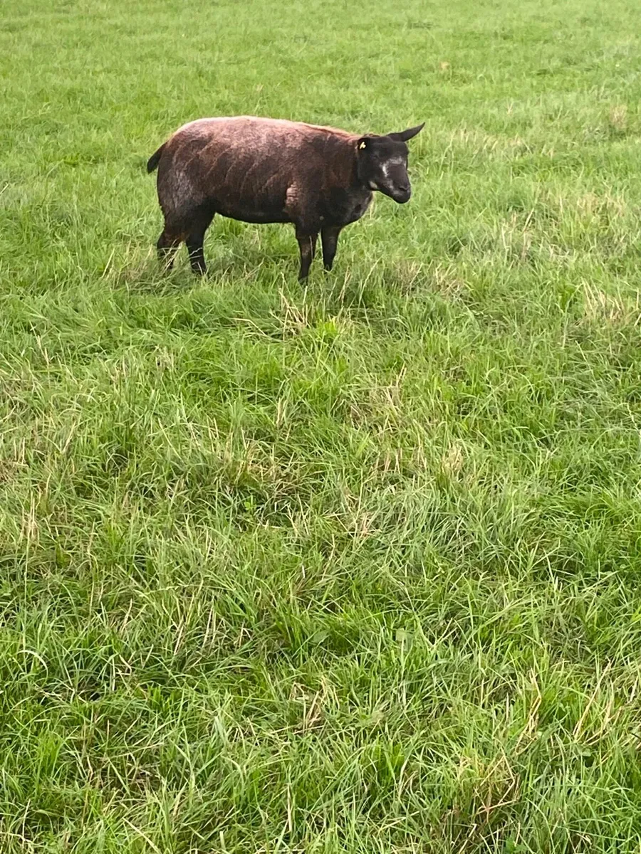 PBR Blue Texel Hoggets - Image 1