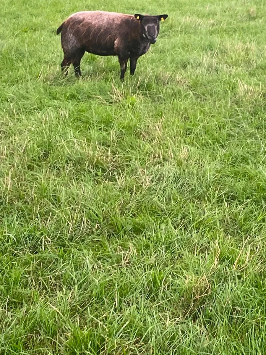 PBR Blue Texel Hoggets - Image 2