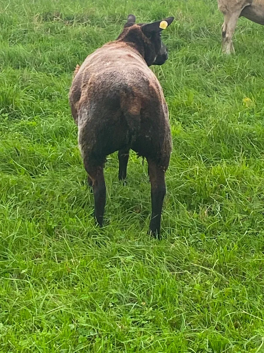 PBR Blue Texel Hoggets - Image 3
