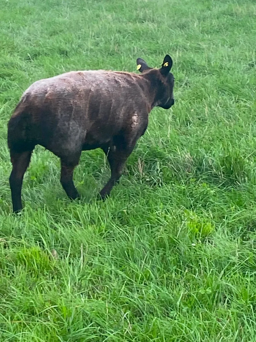 PBR Blue Texel Hoggets - Image 4