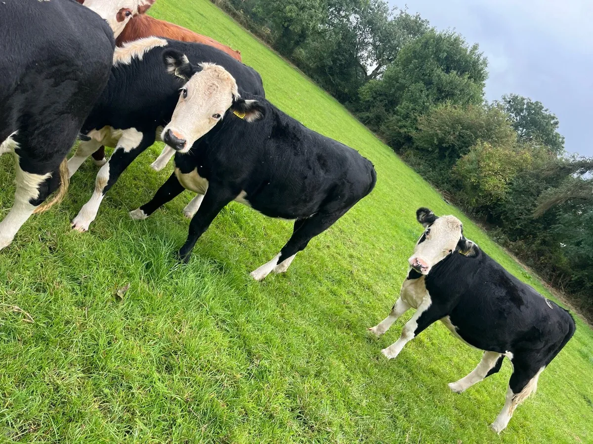 6 ai bred Hereford heifers - Image 2