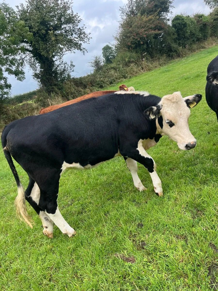 6 ai bred Hereford heifers - Image 4