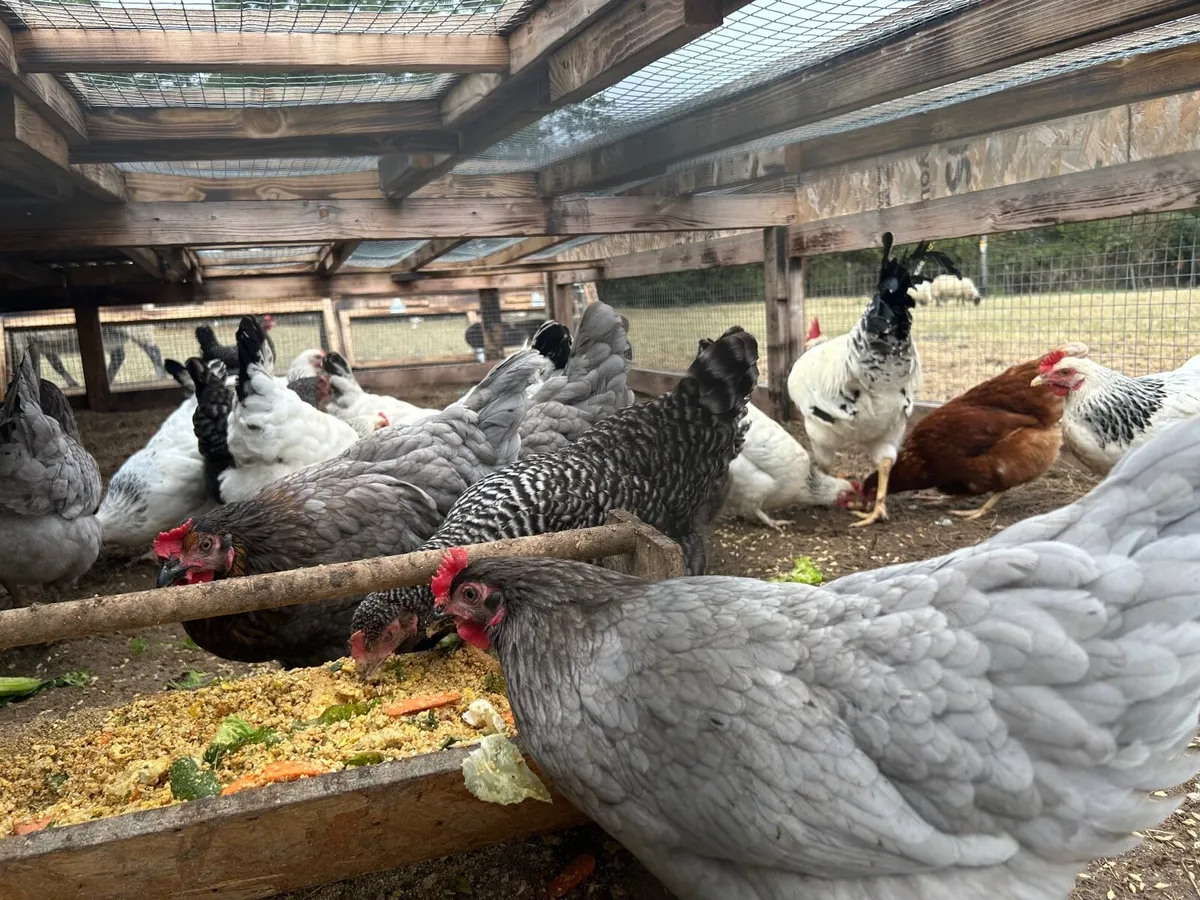 Laying hens + Rooster for free - Image 2