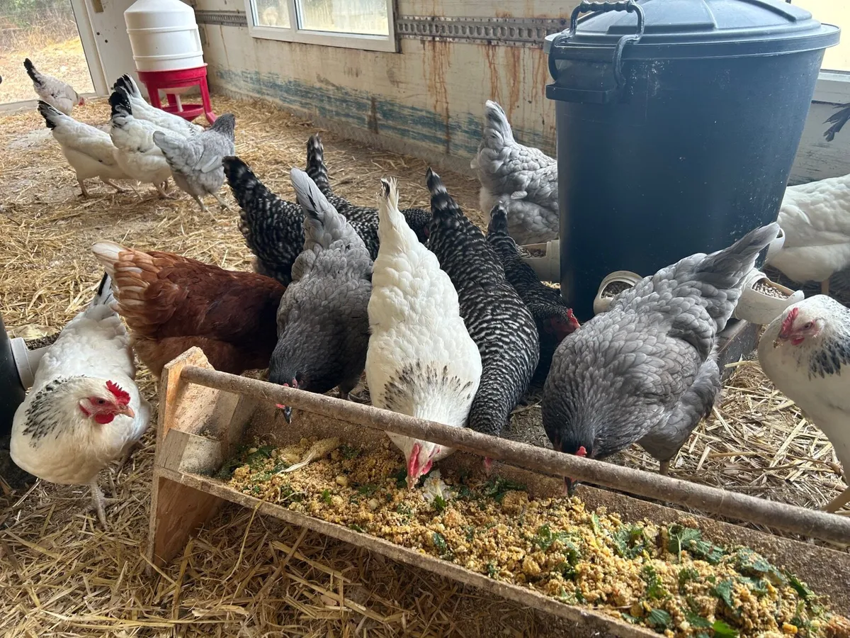Laying hens + Rooster for free - Image 3