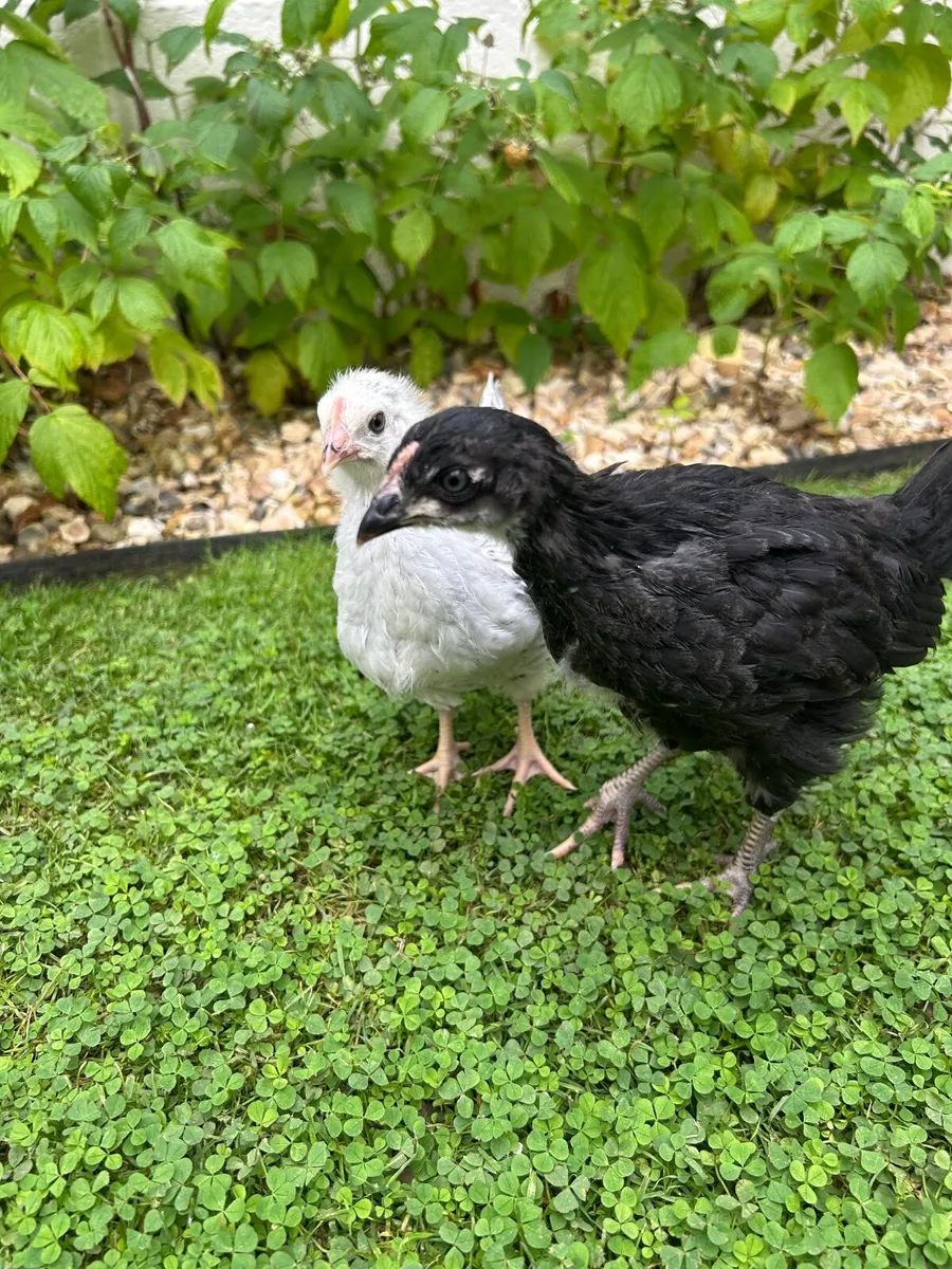 Laying hens + Rooster for free - Image 4