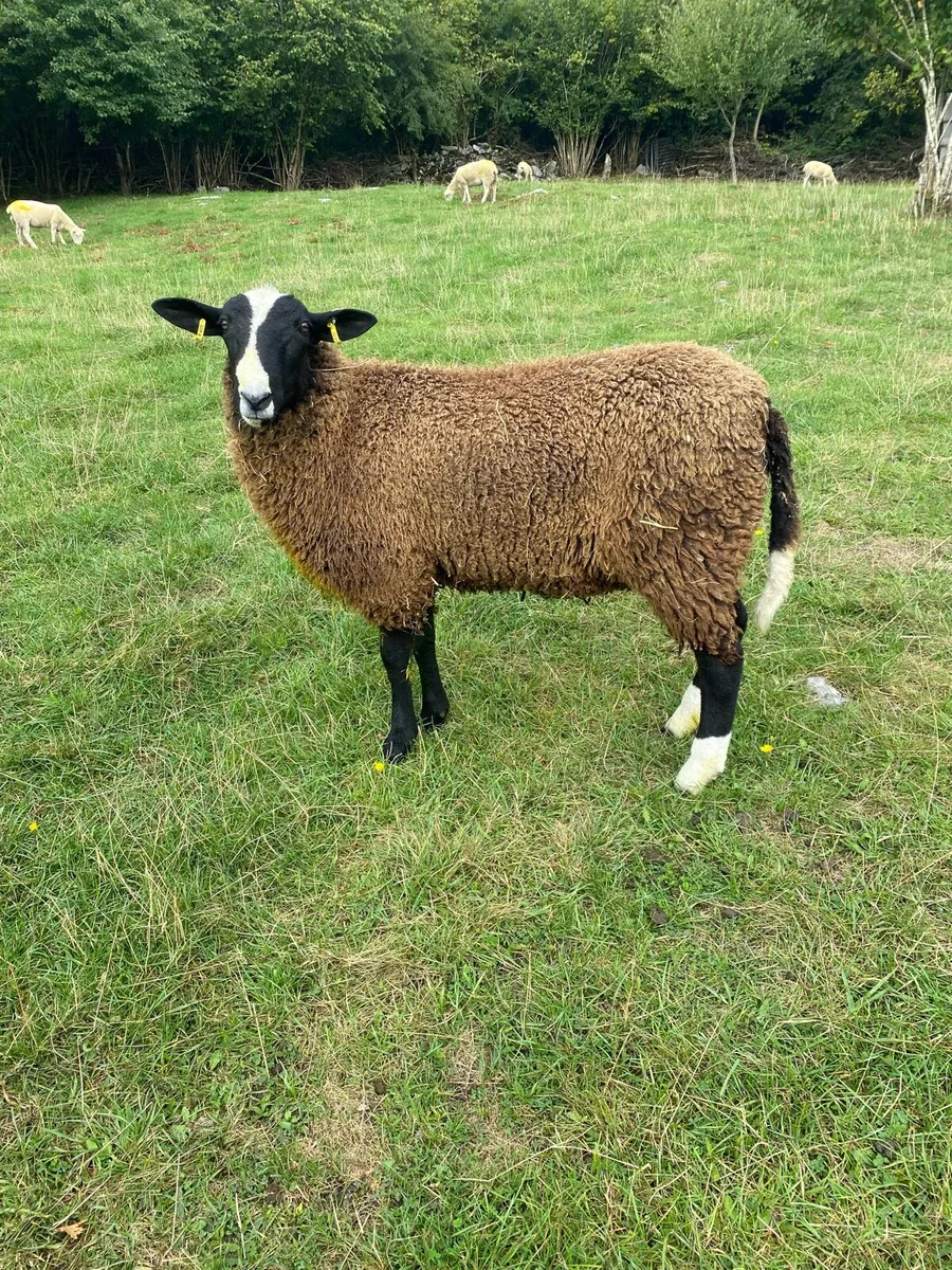 Zwartble ram lamb - Image 1