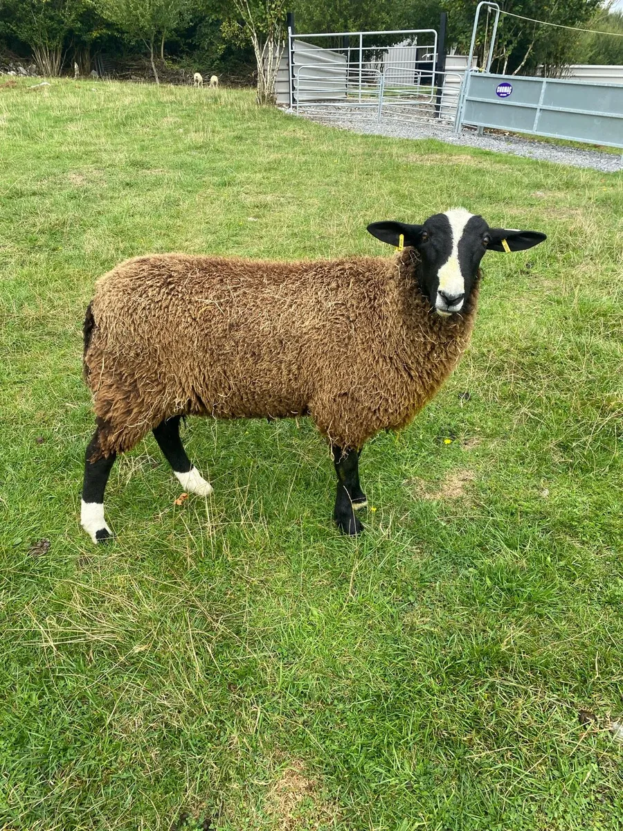 Zwartble ram lamb - Image 2