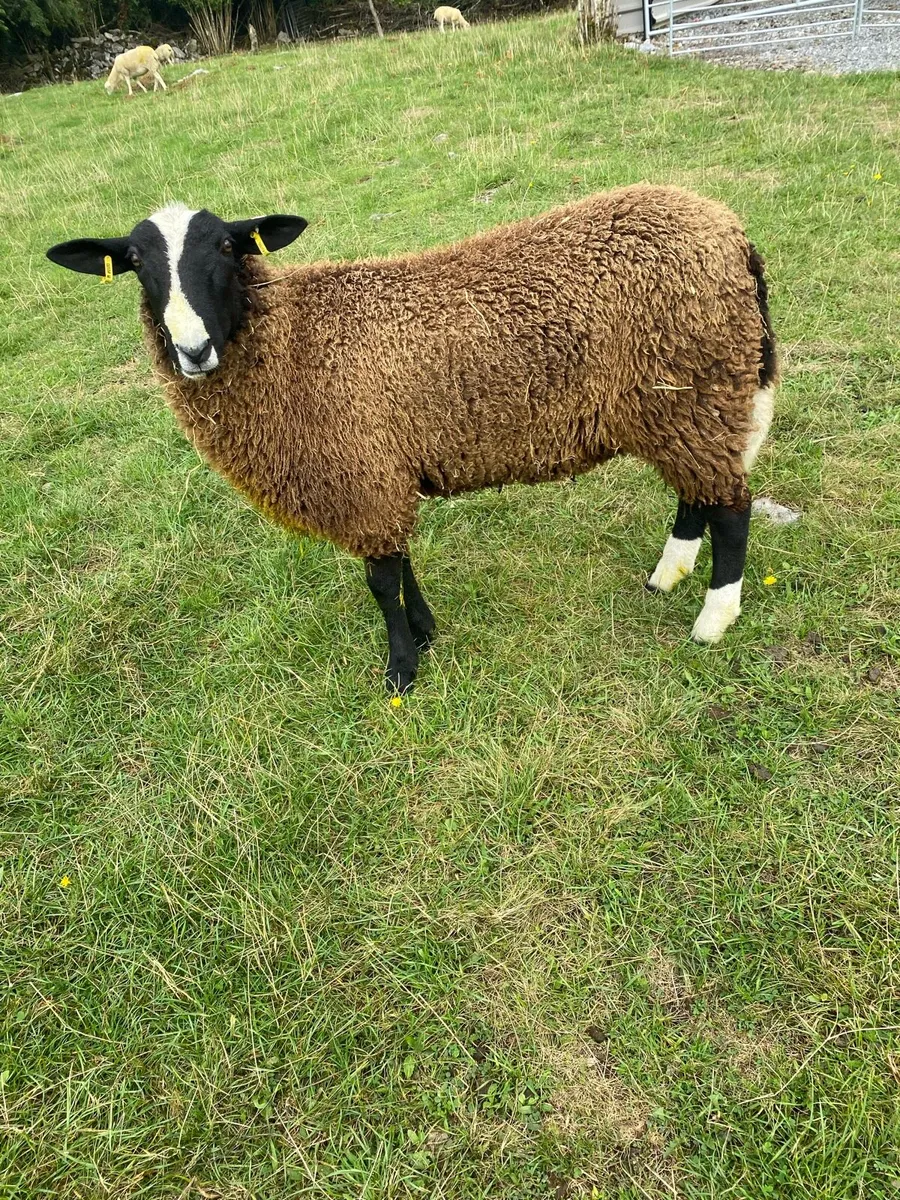 Zwartble ram lamb - Image 3