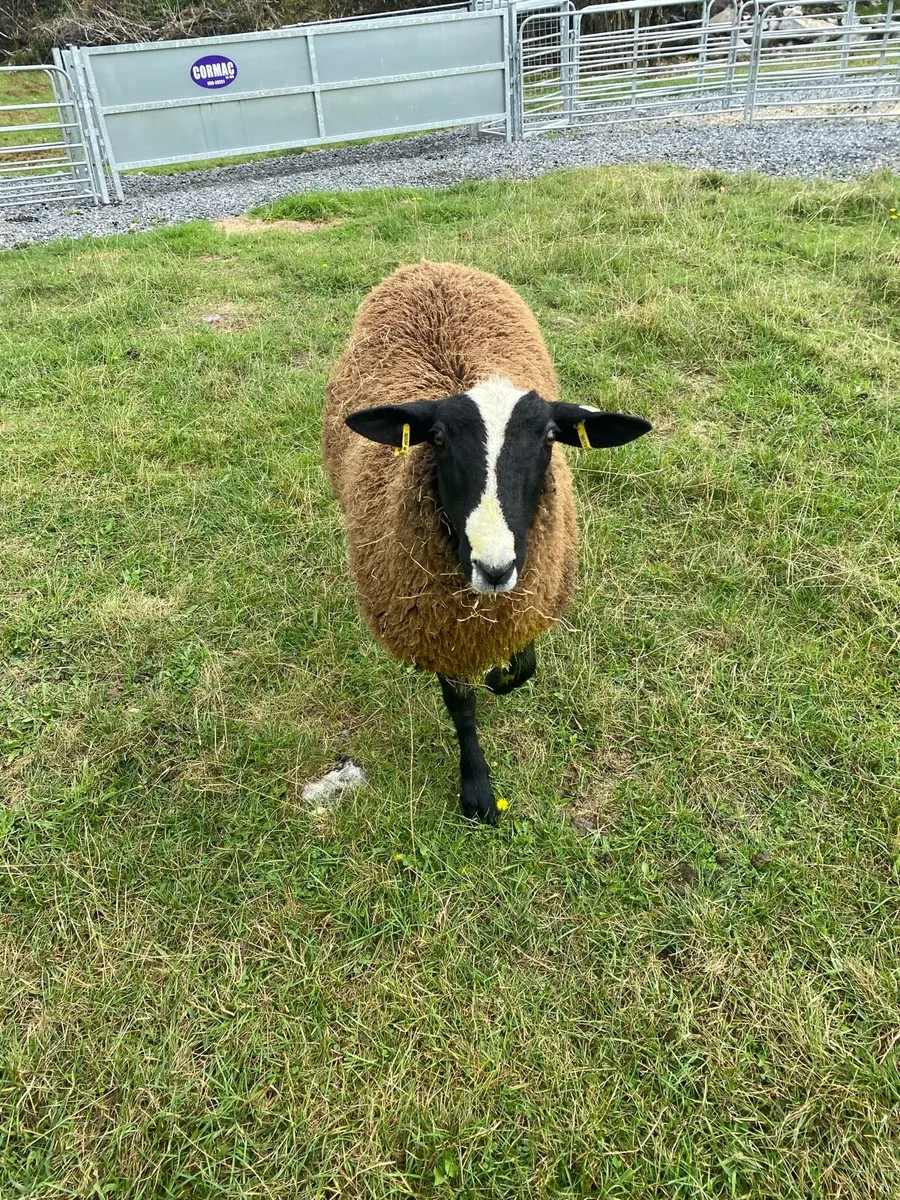 Zwartble ram lamb - Image 4