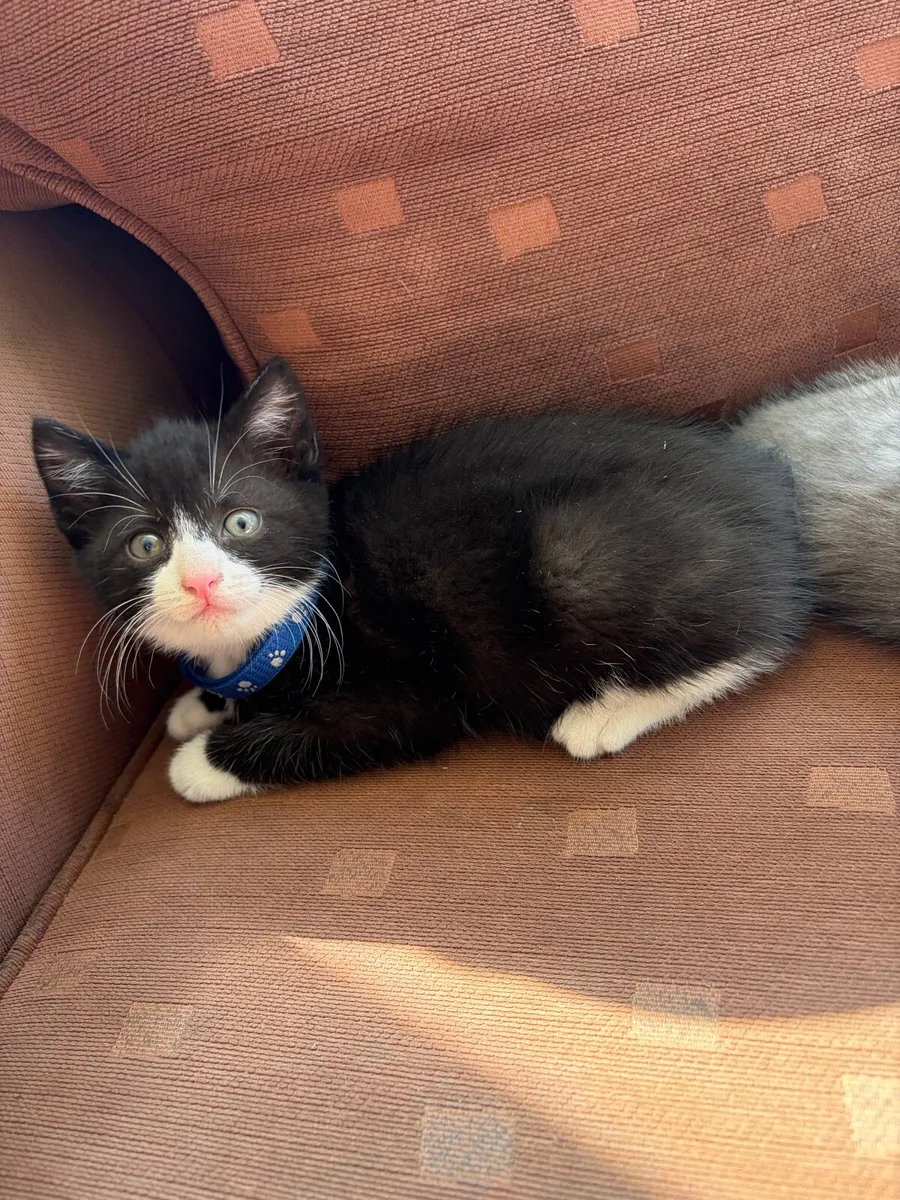 British shorthair kitten - Image 2