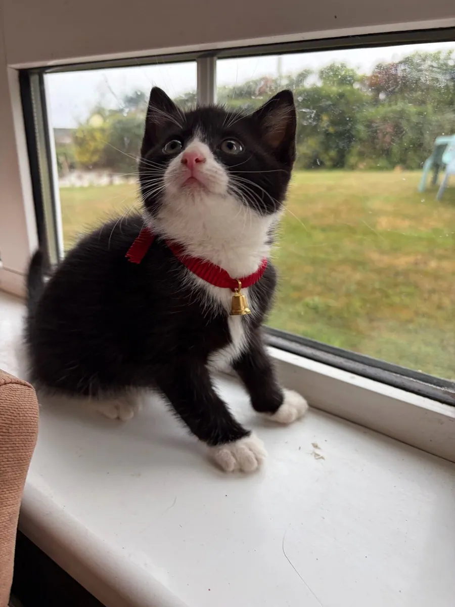 British shorthair kitten - Image 1