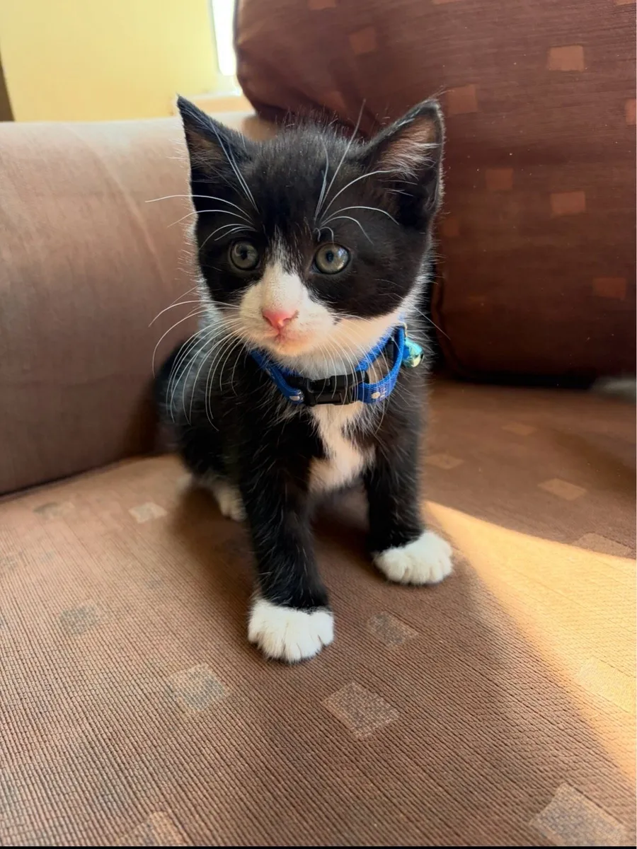 British shorthair kitten - Image 4