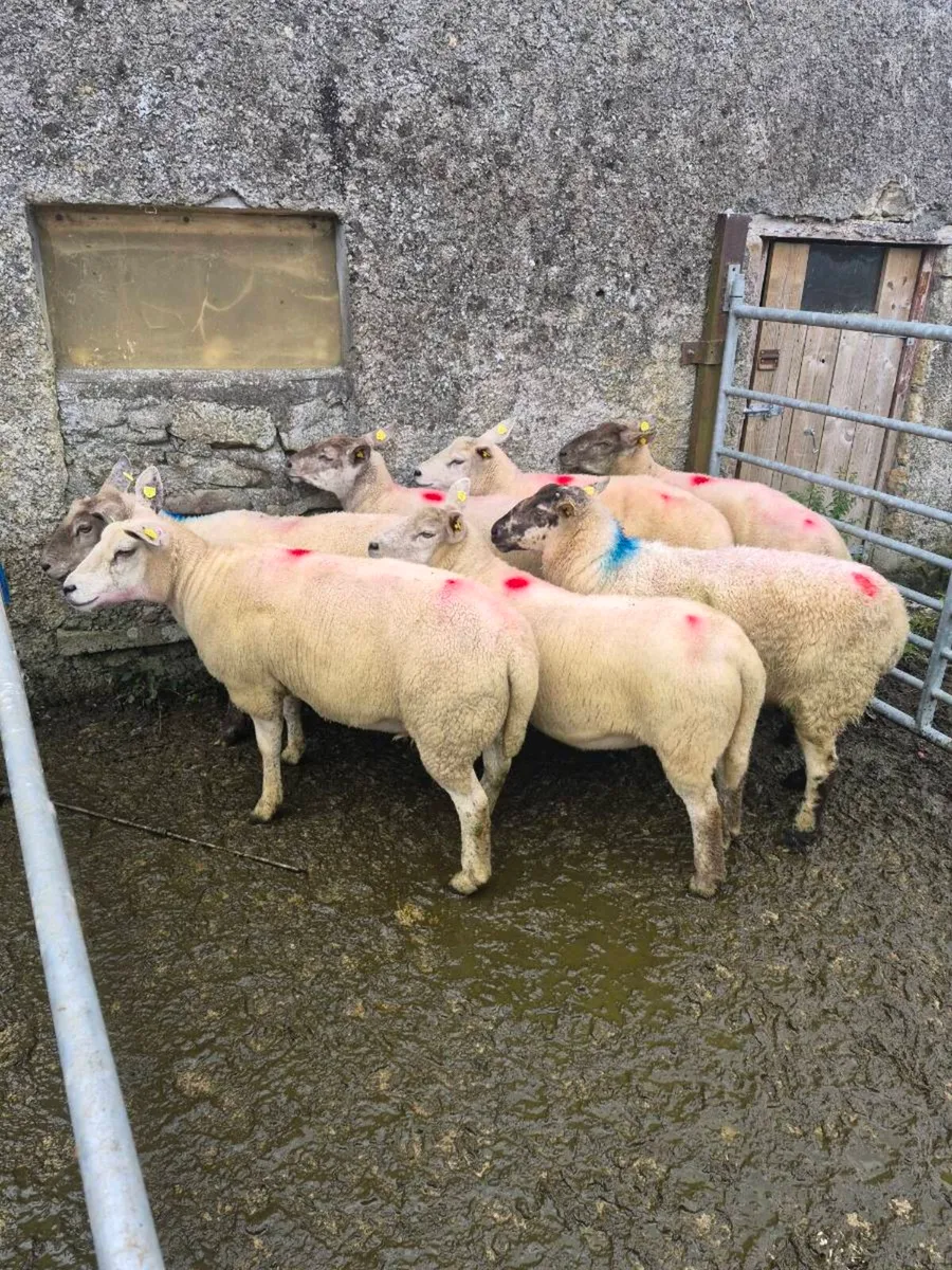 Breeding ewes - Image 3