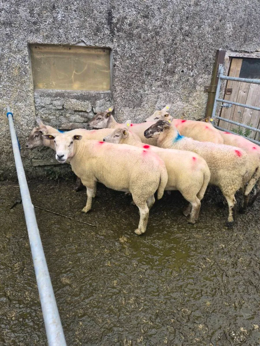 Breeding ewes - Image 4