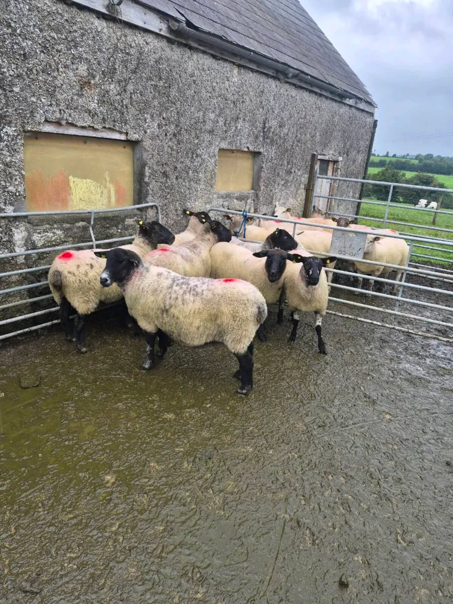 Breeding ewes - Image 2