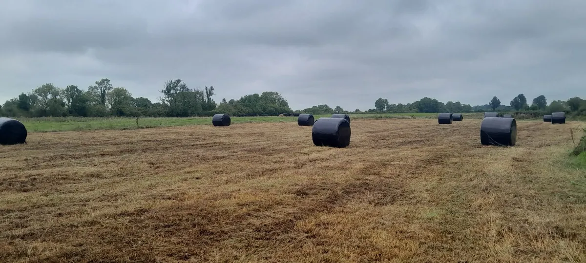 51 bales silage - Image 1