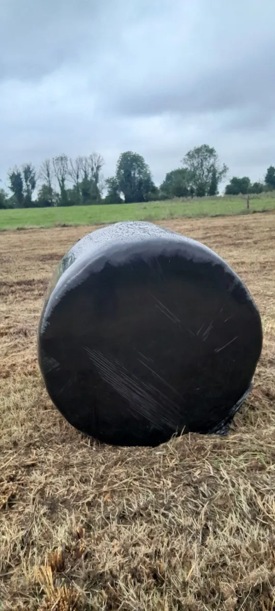 51 bales silage - Image 2