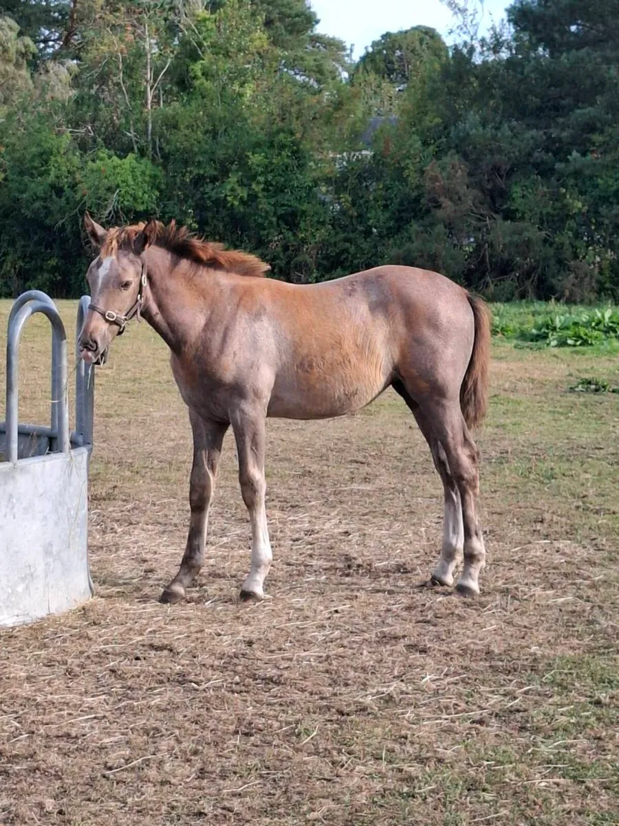 Reg TIH filly foal by Ashfield Bouncer - Image 2