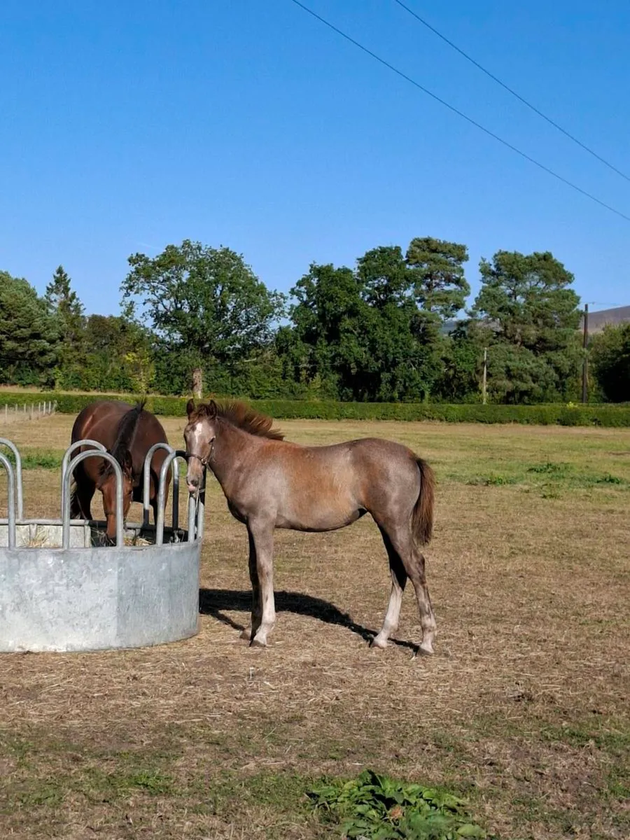Reg TIH filly foal by Ashfield Bouncer - Image 3