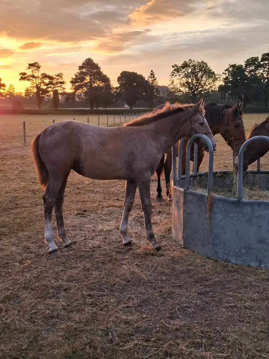 Reg TIH filly foal by Ashfield Bouncer - Image 4