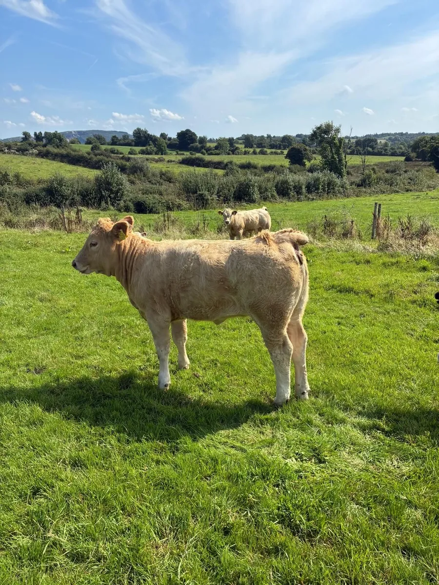 Organic Weanlings for sale - Image 1