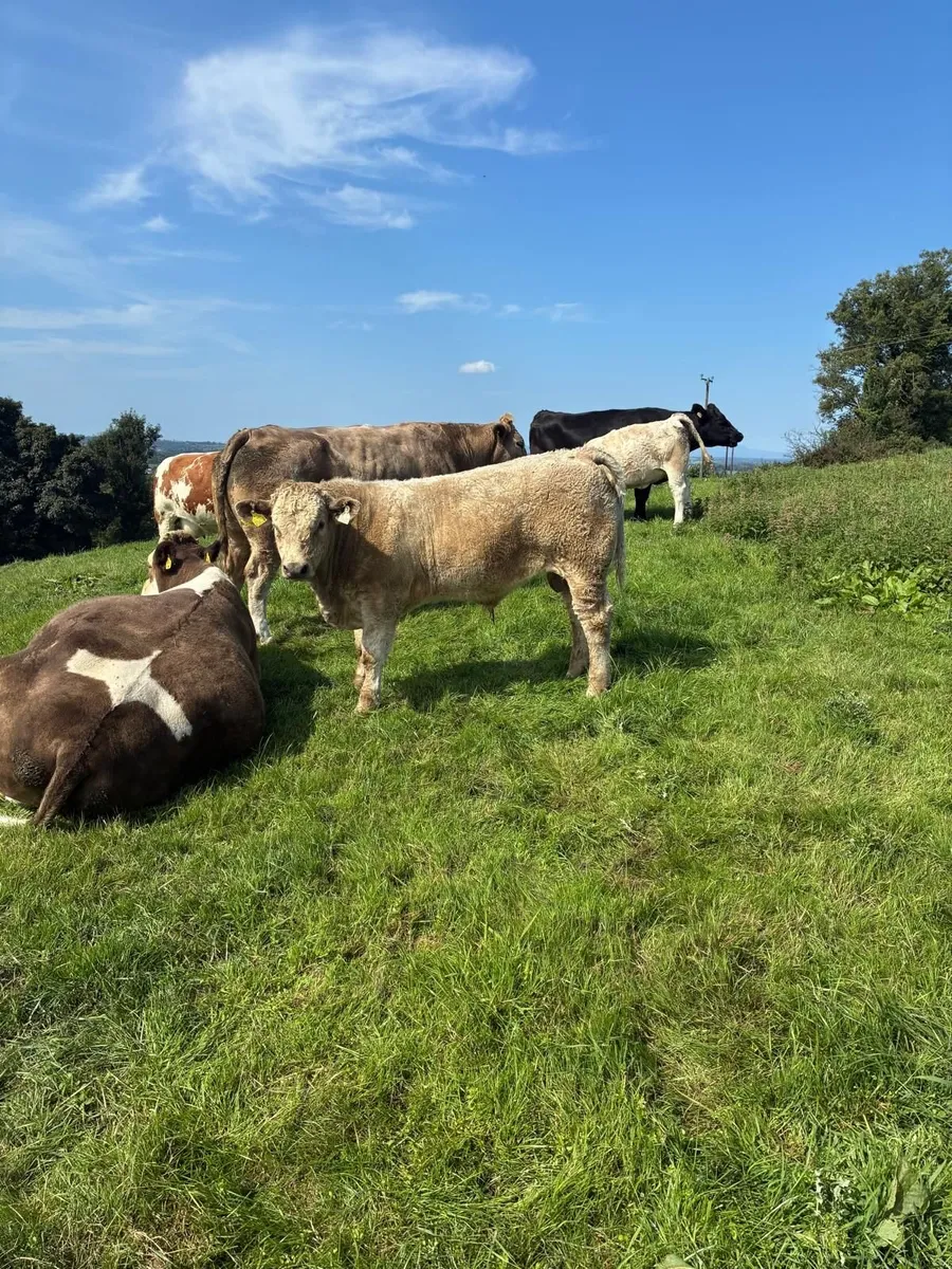 Organic Weanlings for sale - Image 2
