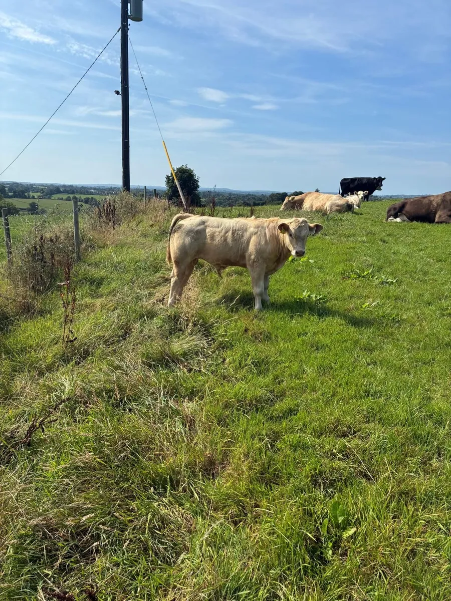 Organic Weanlings for sale - Image 3