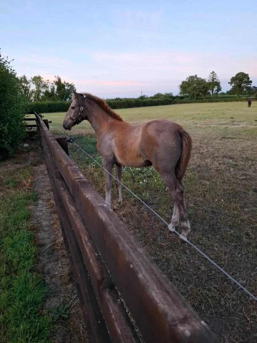 Reg TIH filly foal by Ashfield Bouncer - Image 1
