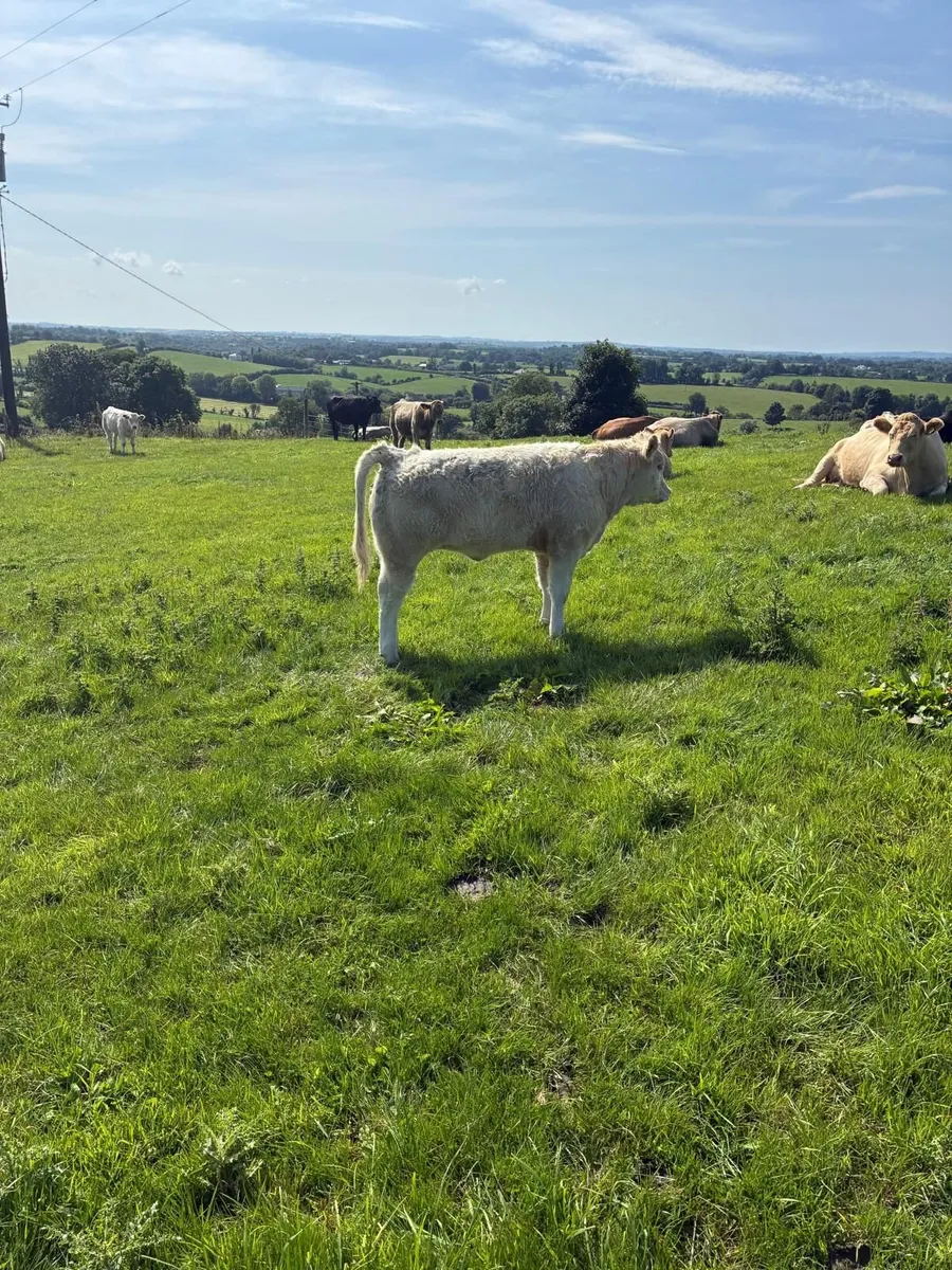Organic Weanlings for sale - Image 4