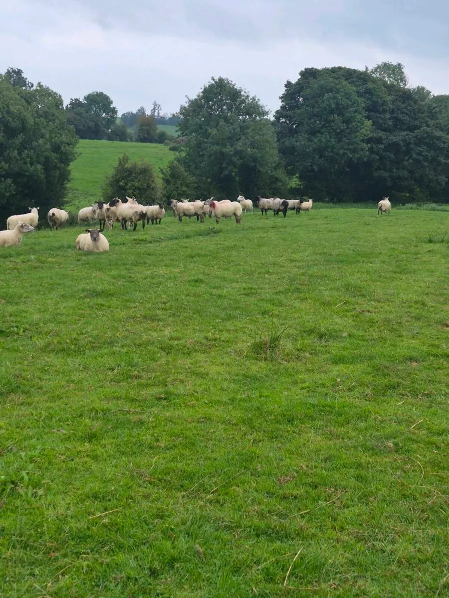 Breeding ewes - Image 1