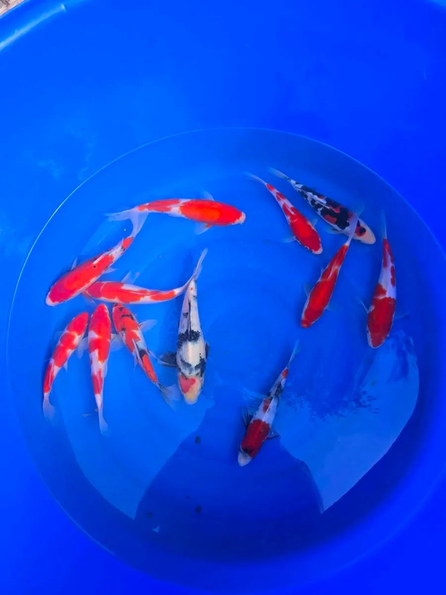 Koi carp fish and arowana and equipment - Image 1