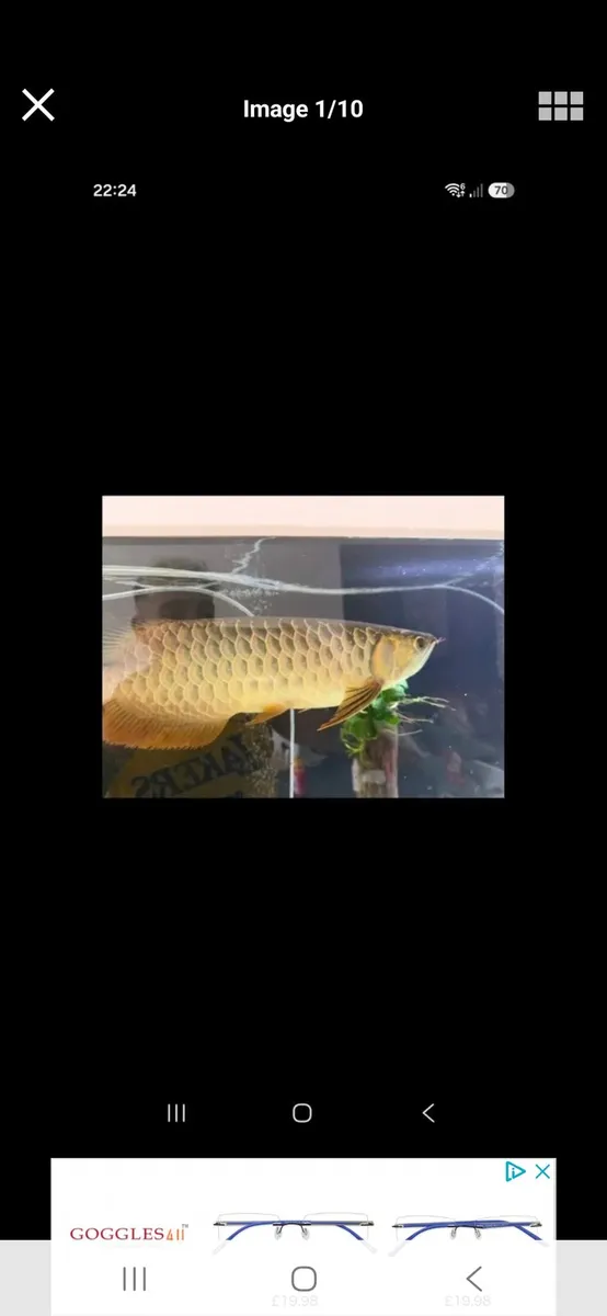 Koi carp fish and arowana and equipment - Image 2